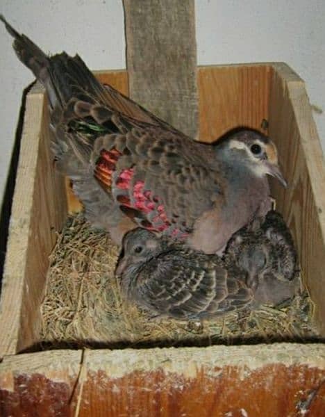 Bronzewing Dove  Breeder  Pairs  For  Sale  برونز ونگ  ڈوو  بریڈر جوڑے 0