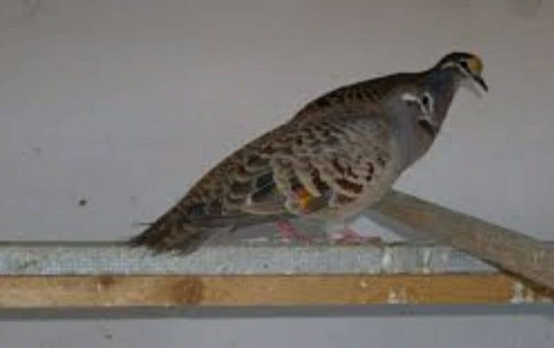 Bronzewing Dove  Breeder  Pairs  For  Sale  برونز ونگ  ڈوو  بریڈر جوڑے 1