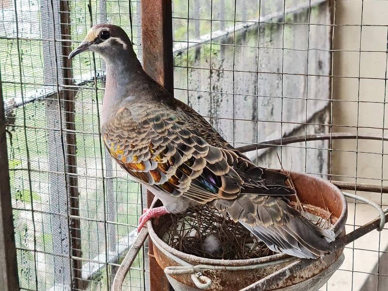 Bronzewing Dove  Breeder  Pairs  For  Sale  برونز ونگ  ڈوو  بریڈر جوڑے 2