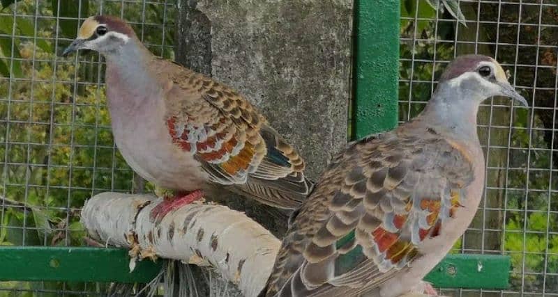 Bronzewing Dove  Breeder  Pairs  For  Sale  برونز ونگ  ڈوو  بریڈر جوڑے 3