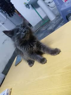 Persian kitten sale (2 months age)