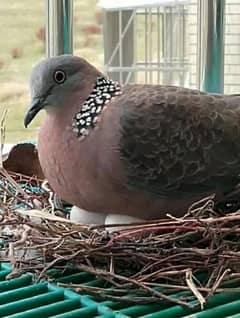 Spotted  Dove  Pair  For  Sale   سپاٹڈ  ڈوو  جوڑا