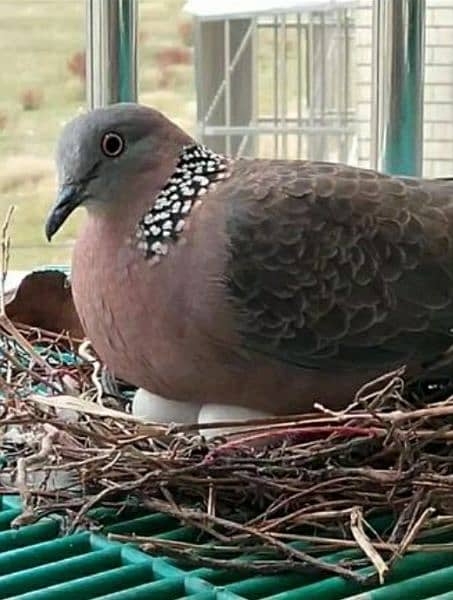 Spotted  Dove  Pair  For  Sale   سپاٹڈ  ڈوو  جوڑا 0