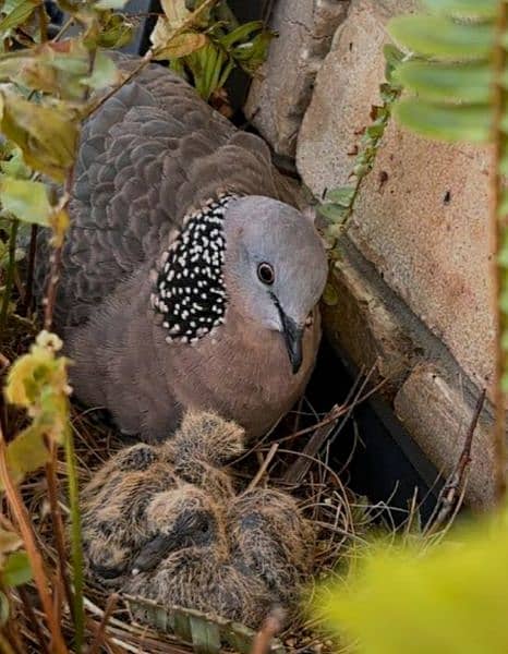 Spotted  Dove  Pair  For  Sale   سپاٹڈ  ڈوو  جوڑا 1