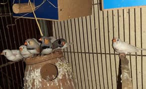 finches breeder