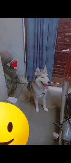 siberian huskey age 15 month contect # 03321120072