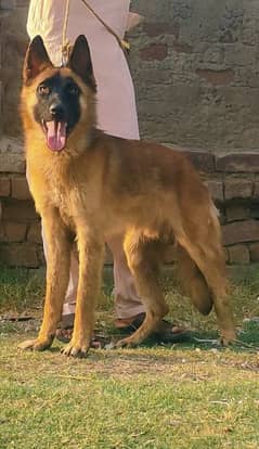 pevar bagiyadi Mel full security dog for sale shop loss