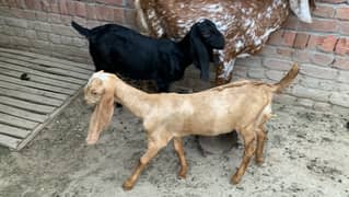 Goats bakriyan for sale Sialkot