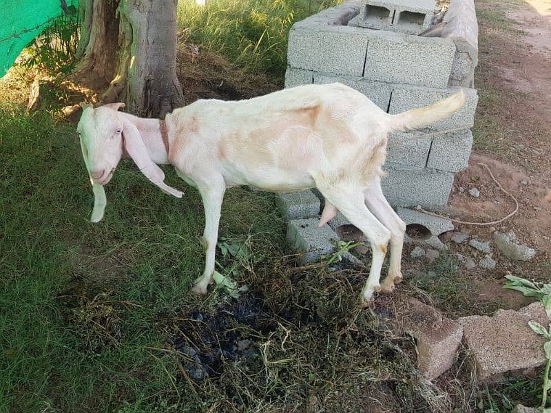 Beetal Goat Doodh wali بیتل بکری دودھ والی 2