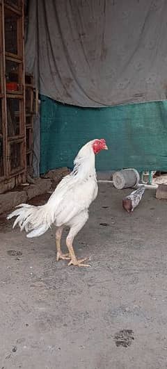 Heera white pair or ak lakhi madi  with 5 chicks03094752521