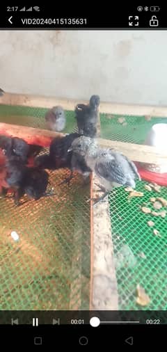Ayam Cemani grey tongue chicks