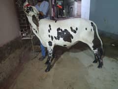 kheeri cow