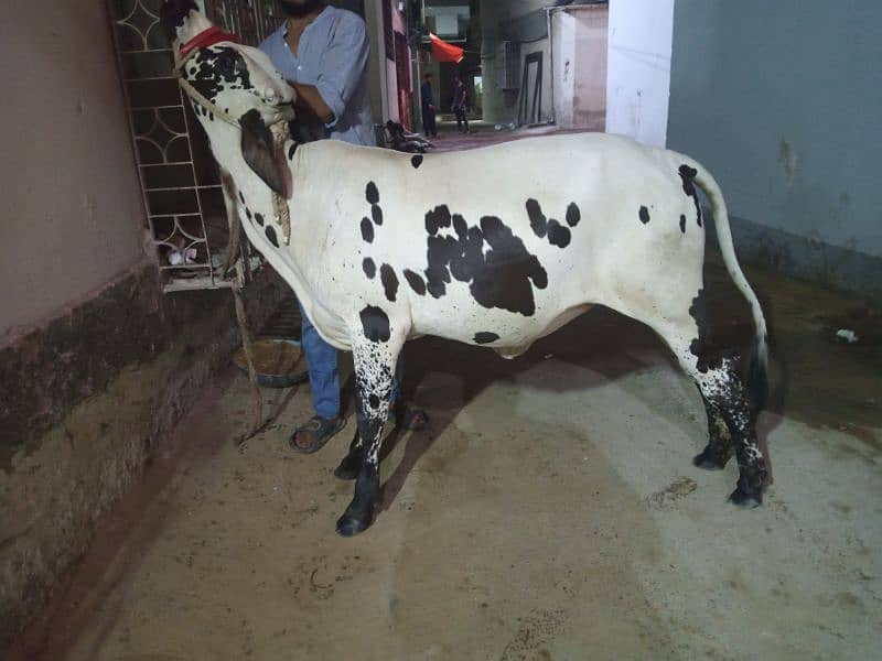 kheeri cow 0