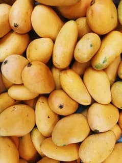 Seasonal Mangoes. 2024
