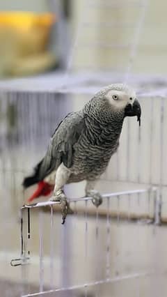 African Grey parrot