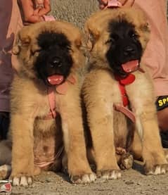 Kurdish Kangal dog 2 month for sale male female security dog