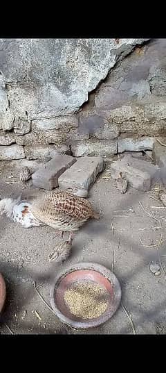Irani teetar with chicks