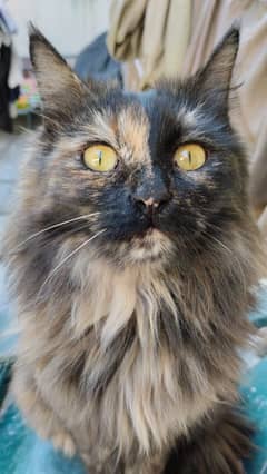 Imported Amercian Maine Coon, Persian,Turkish Punch &Y Doll Face Cat