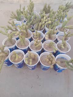Cactus Plant. Live plant. Eve's Pin Cactus with pot