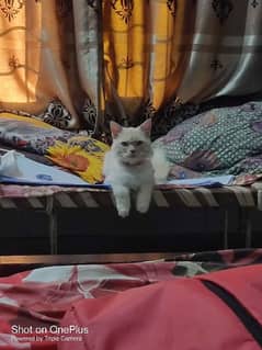 Male Neutral cat for Sale in Sahiwal City
