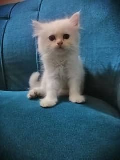 Persian cat age 2 month 0