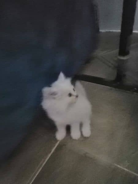 Persian cat age 2 month 1