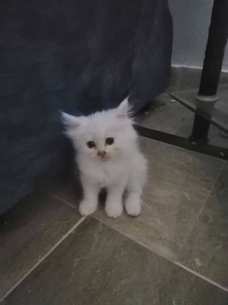 Persian cat age 2 month 2