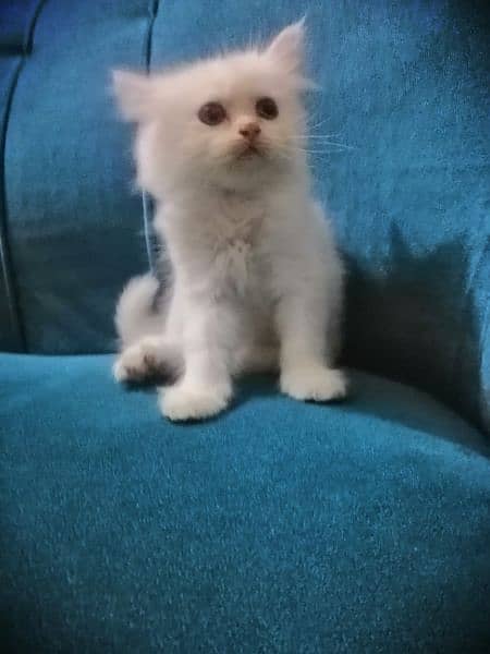 Persian cat age 2 month 3
