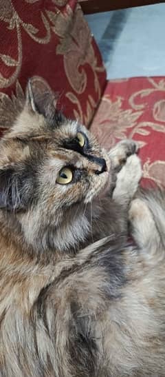 persian cross female cat