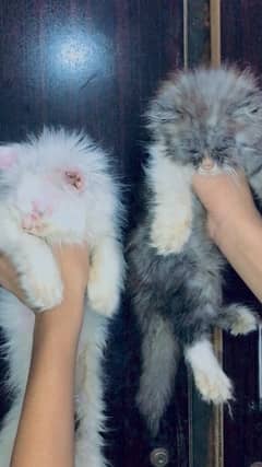 persian kitten for sale full healthy active (03069761280)