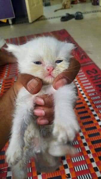 Persian Kittens Triple Coated 2