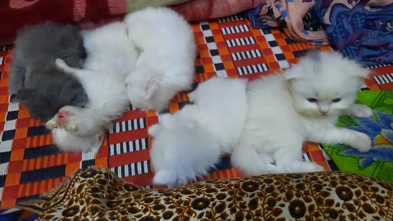 Persian Kittens Triple Coated 4