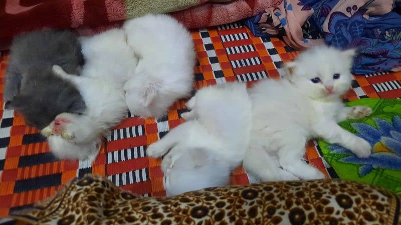 Persian Kittens Triple Coated 5