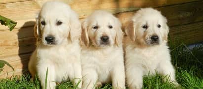 Golden retriever puppies for sale