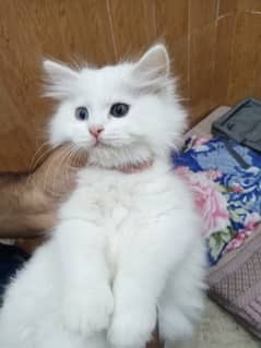 Persian Kitten Triple coat