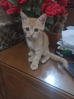 Kitten || Semi Persian Kitten Available for Adoption