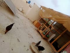 austrolop/Australorp/misri/lohman brown hens egg laying /lohman chicks