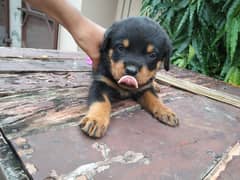 Rottweiler available for sale!