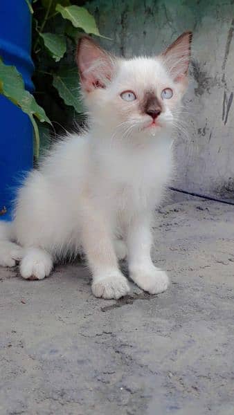 Himalayan kitten for sale 0