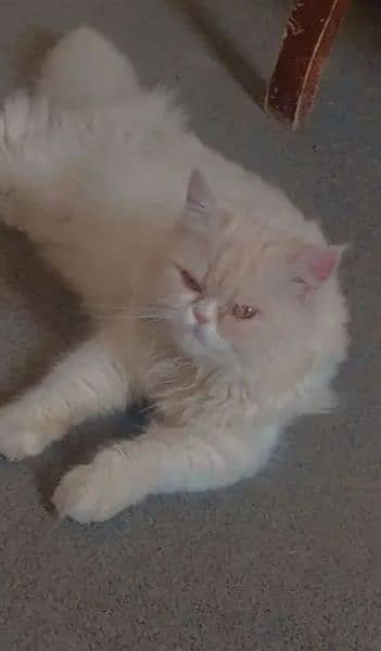 Persian punch face male available for matting 0