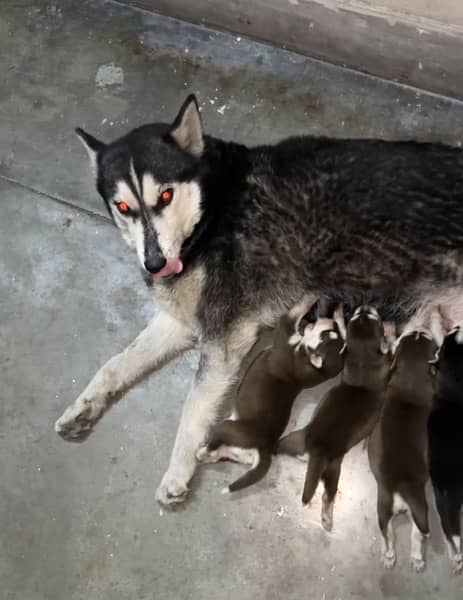 husky breeder female with 1 pup 1