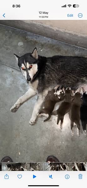 husky breeder female with 1 pup 3