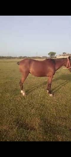 dasi female horse very beautiful riding tran