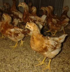 lohman brown | lohmann brown chicks for sell