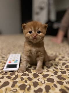 Persian / Kitten / Tripple / Coat / Cute face / sale