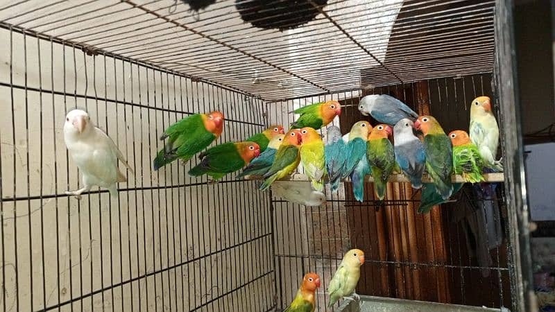 Love Birds pair nd cages for sale 1