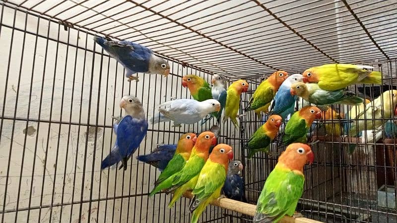 Love Birds pair nd cages for sale 2