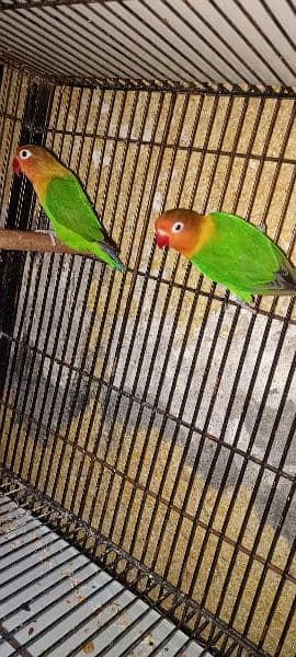 Love Birds pair nd cages for sale 3