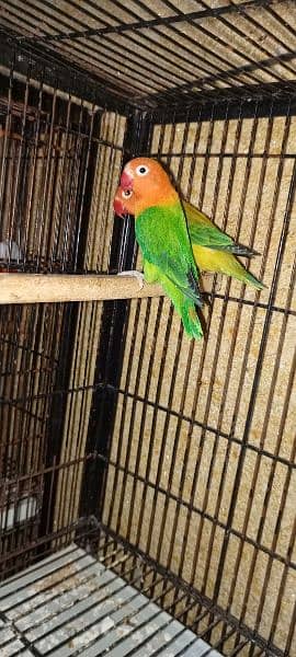 Love Birds pair nd cages for sale 4