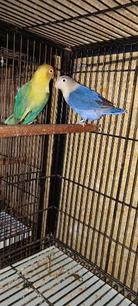 Love Birds pair nd cages for sale 5